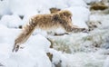 Japanese macaque in jump. Macaque jumps. Natural hot spring. Winter season. The Japanese macaque Scientific name: Royalty Free Stock Photo