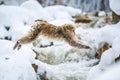 Japanese macaque in jump. Macaque jumps. Natural hot spring. Winter season. The Japanese macaque Scientific name: Royalty Free Stock Photo