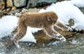 Japanese macaque in jump. Macaque jumps through a natural hot spring. Winter season. The Japanese macaque Scientific name: Royalty Free Stock Photo