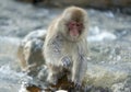 Japanese macaque in jump. Macaque jumps. Natural hot spring. Winter season. The Japanese macaque Scientific name: Royalty Free Stock Photo