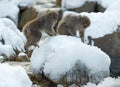 Japanese macaque in jump. Macaque jumps through a natural hot spring. Winter season. Royalty Free Stock Photo