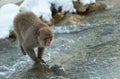 Japanese macaque in jump. Macaque jumps. Natural hot spring. Winter season. The Japanese macaque Scientific name: Royalty Free Stock Photo