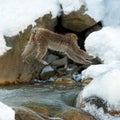 Japanese macaque in jump. Macaque jumps. Natural hot spring. Winter season. The Japanese macaque Scientific name: Royalty Free Stock Photo