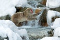 Japanese macaque in jump. Macaque jumps. Natural hot spring. Winter season. The Japanese macaque Scientific name: Royalty Free Stock Photo