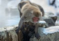 Japanese macaque in jump. Natural hot springs. Winter season. The Japanese macaque, Scientific name: Macaca fuscata, also known as Royalty Free Stock Photo