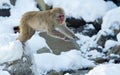 Japanese macaque jumping. The Japanese macaque ( Scientific name: Macaca fuscata), also known as the snow monkey. Natural habitat Royalty Free Stock Photo