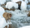 Japanese macaque jumping. The Japanese macaque ( Scientific name: Macaca fuscata), also known as the snow monkey. Natural habitat Royalty Free Stock Photo