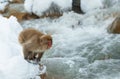 Japanese macaque jumping. The Japanese macaque ( Scientific name: Macaca fuscata), also known as the snow monkey. Natural habitat Royalty Free Stock Photo