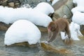 Japanese macaque jumping. The Japanese macaque ( Scientific name: Macaca fuscata), also known as the snow monkey. Natural habitat Royalty Free Stock Photo