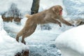 Japanese macaque jumping. The Japanese macaque ( Scientific name: Macaca fuscata), also known as the snow monkey. Natural habitat Royalty Free Stock Photo