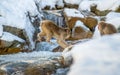 Japanese macaque jumping. The Japanese macaque, Scientific name: Macaca fuscata, also known as the snow monkey. Natural habitat, Royalty Free Stock Photo