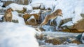 Japanese macaque jumping. The Japanese macaque, Scientific name: Macaca fuscata, also known as the snow monkey. Natural habitat, Royalty Free Stock Photo