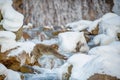 Japanese macaque jumping. The Japanese macaque, Scientific name: Macaca fuscata, also known as the snow monkey. Natural habitat, Royalty Free Stock Photo