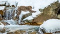 Japanese macaque jumping. The Japanese macaque, Scientific name: Macaca fuscata, also known as the snow monkey. Natural habitat, Royalty Free Stock Photo