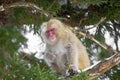 Japanese Macaque Looking down from Tree Royalty Free Stock Photo