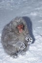 JAPANESE MACAQUE macaca fuscata, ADULT COVERED WITH SNOW, HOKKAIDO ISLAND IN JAPAN Royalty Free Stock Photo