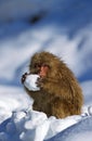 JAPANESE MACAQUE macaca fuscata, ADULT PLAYING WITH SNOW BALL, HOKKAIDO ISLAND IN JAPAN Royalty Free Stock Photo