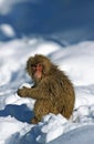 JAPANESE MACAQUE macaca fuscata, ADULT PLAYING WITH SNOW BALL, HOKKAIDO ISLAND IN JAPAN Royalty Free Stock Photo