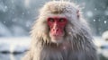 Japanese macaque (Macaca fuscata), also known as the snow monkey. Generative AI