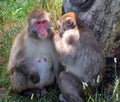 Japanese macaque Macaca fuscata, Royalty Free Stock Photo