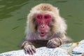 Japanese Macaque (Macaca fuscata) bathing in a steaming volcanic hot spring (onsen) on the island of Hokkaido