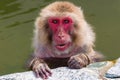 Japanese Macaque (Macaca fuscata) bathing in a steaming volcanic hot spring (onsen) on the island of Hokkaido