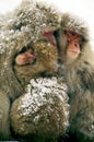JAPANESE MACAQUE macaca fuscata, GROUP COVERED IN SNOW, HOKKAIDO ISLAND IN JAPAN Royalty Free Stock Photo