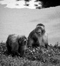 Japanese macaque Macaca fuscata, Royalty Free Stock Photo