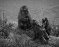 Japanese macaque Macaca fuscata, Royalty Free Stock Photo