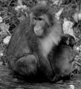 Japanese macaque Macaca fuscata Royalty Free Stock Photo