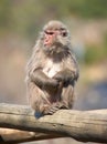 Japanese macaque Royalty Free Stock Photo