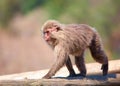 Japanese macaque Royalty Free Stock Photo