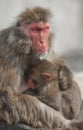 Japanese Macaque (Macaca fuscata) Mother and Baby