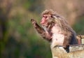 Japanese macaque Royalty Free Stock Photo