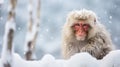 Japanese macaque (Macaca fuscata) sitting on the snow in winter, Japan. Generative AI