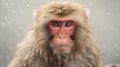 Japanese macaque (Macaca fuscata) in snowfall. Generative AI