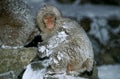 Japanese Macaque, macaca fuscata, Young covered by Snow, Hokkaido Island in Japan Royalty Free Stock Photo