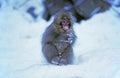 Japanese Macaque, macaca fuscata, Young standing on Snow, Hokkaido Island in Japan Royalty Free Stock Photo