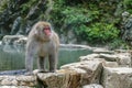 Monkey at the hot springs in Jigokudani Monkey Park Royalty Free Stock Photo