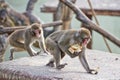 Japanese macaque monkey portrait