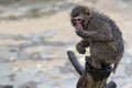 Japanese macaque monkey portrait