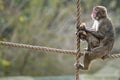 Japanese macaque monkey portrait