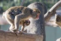 Japanese macaque monkey portrait