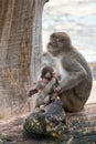 Japanese macaque monkey portrait