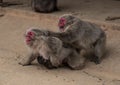 Japanese Macaque monkeys fight on a dusty road in Kyoto, Japan Royalty Free Stock Photo