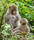 Japanese Macaque Mother and Baby Royalty Free Stock Photo