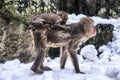 Japanese Macaque mother with young Royalty Free Stock Photo