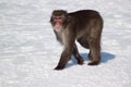 Japanese macaque move through white snow. Royalty Free Stock Photo