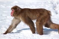 Japanese macaque move through white snowdrift. Royalty Free Stock Photo