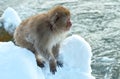 Japanese macaque near natural hot spring. Royalty Free Stock Photo